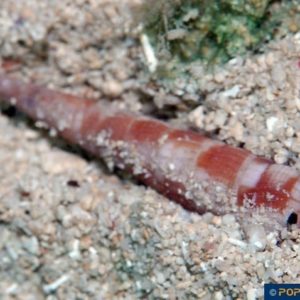 Myurella undulata