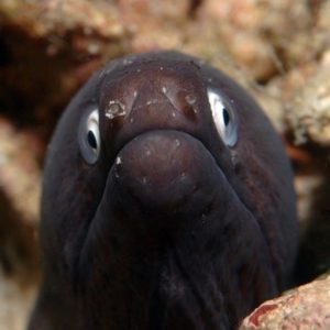 Siderea thyrsoidea