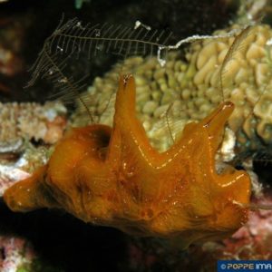 Spirastrella cunctatrix