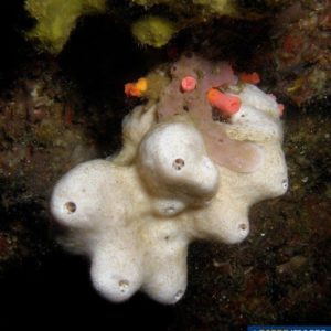 Suberites domuncula