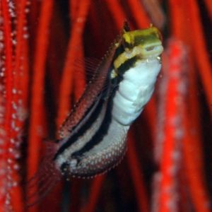 Meiacanthus grammistes
