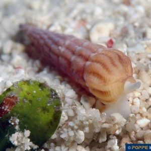 Myurella undulata
