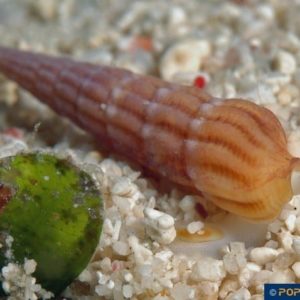 Myurella undulata
