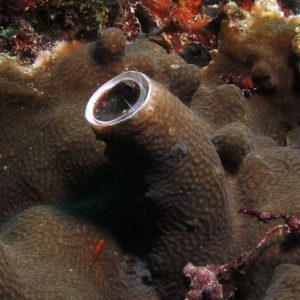 Dendropoma maxima