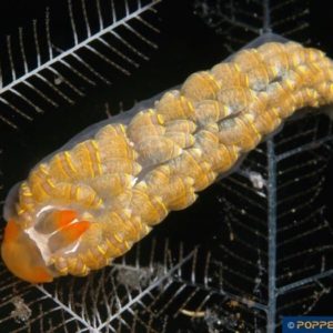 Trinchesia diversicolor