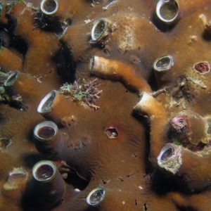 Dendropoma maxima