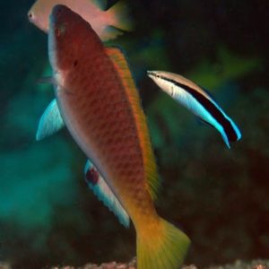 Labroides dimidiatus