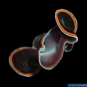 Pseudobiceros hancockanus