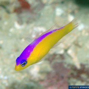 Pseudochromis diadema