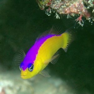 Pseudochromis diadema