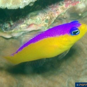 Pseudochromis diadema