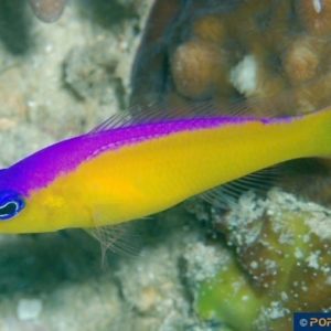 Pseudochromis diadema