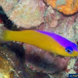 Pseudochromis diadema
