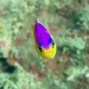 Pseudochromis diadema