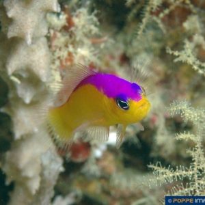 Pseudochromis diadema