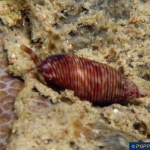 Turris species
