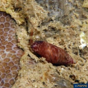 Turris species
