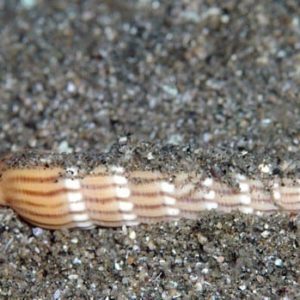 Myurella undulata