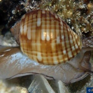 Tonna canaliculata
