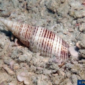 Neocancilla granatina
