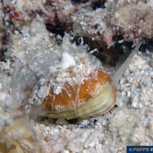 Phos blainvillei