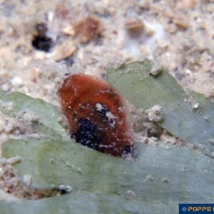 Orania ficula