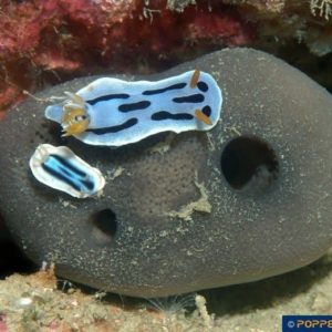Chromodoris annae Form D