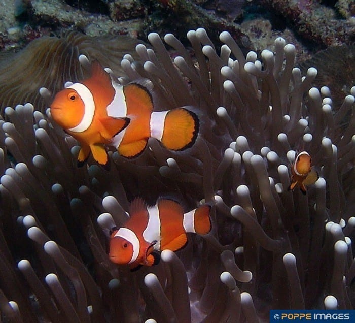Amphiprion ocellaris – Poppe Images