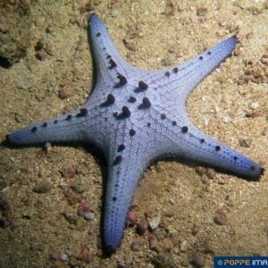 Pentaceraster alveolatus