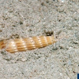 Myurella undulata