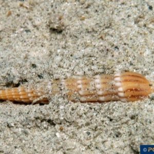 Myurella undulata
