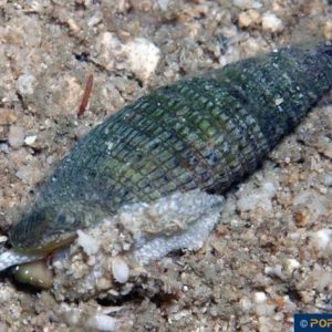 Vexillum granosum