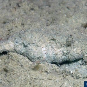 Turris species