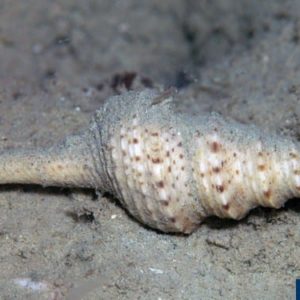Turris species