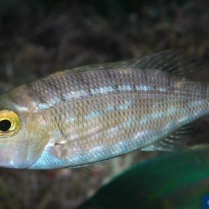 Lethrinus rubrioperculatus