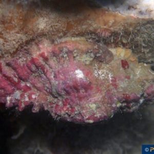 Naquetia cumingii