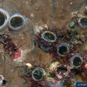 Dendropoma maxima
