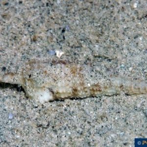Turris species