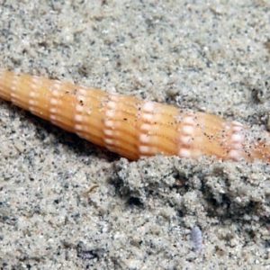 Myurella undulata