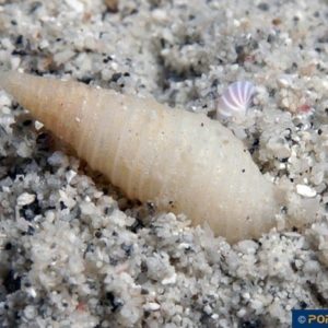 Turris species