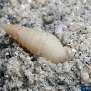 Turris species