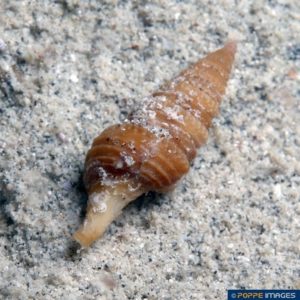 Turris species