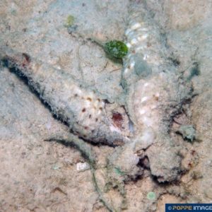 Turris species