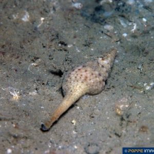Turris species
