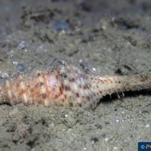 Turris species