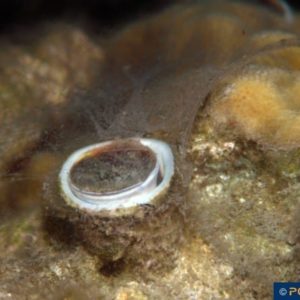 Dendropoma maxima
