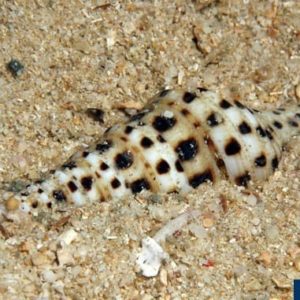 Turris species