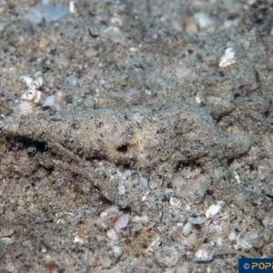 Turris species