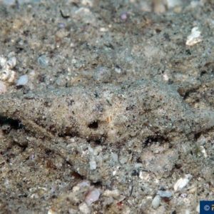 Turris species