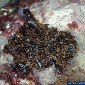 Acanthozoon alderi